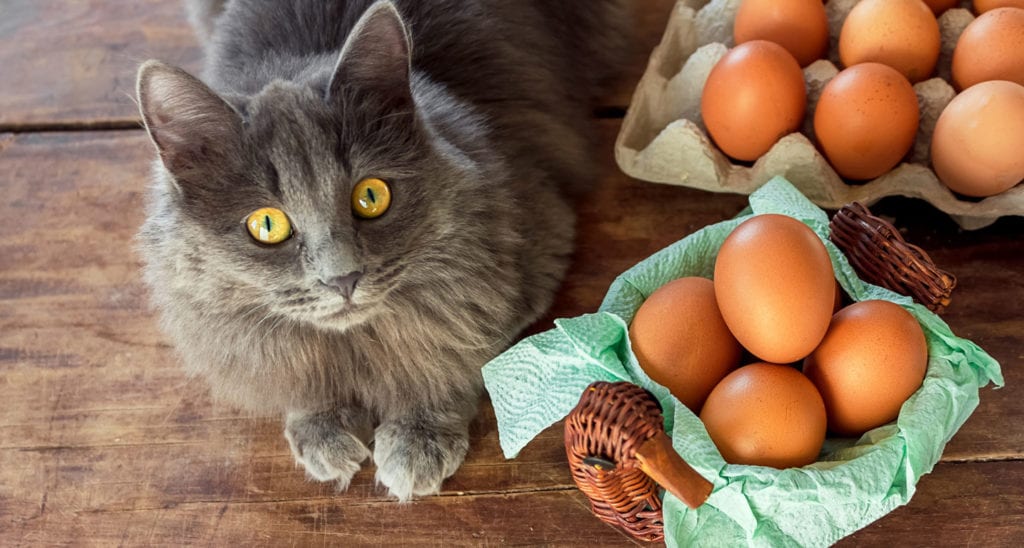 safe human foods for cats - eggs
