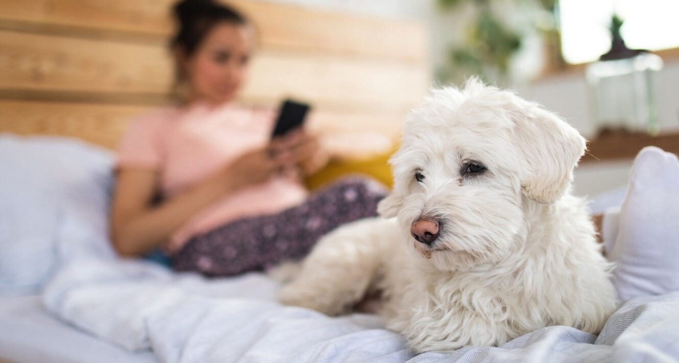 6 Signs You Re Not Giving Your Dog Enough Love Bechewy