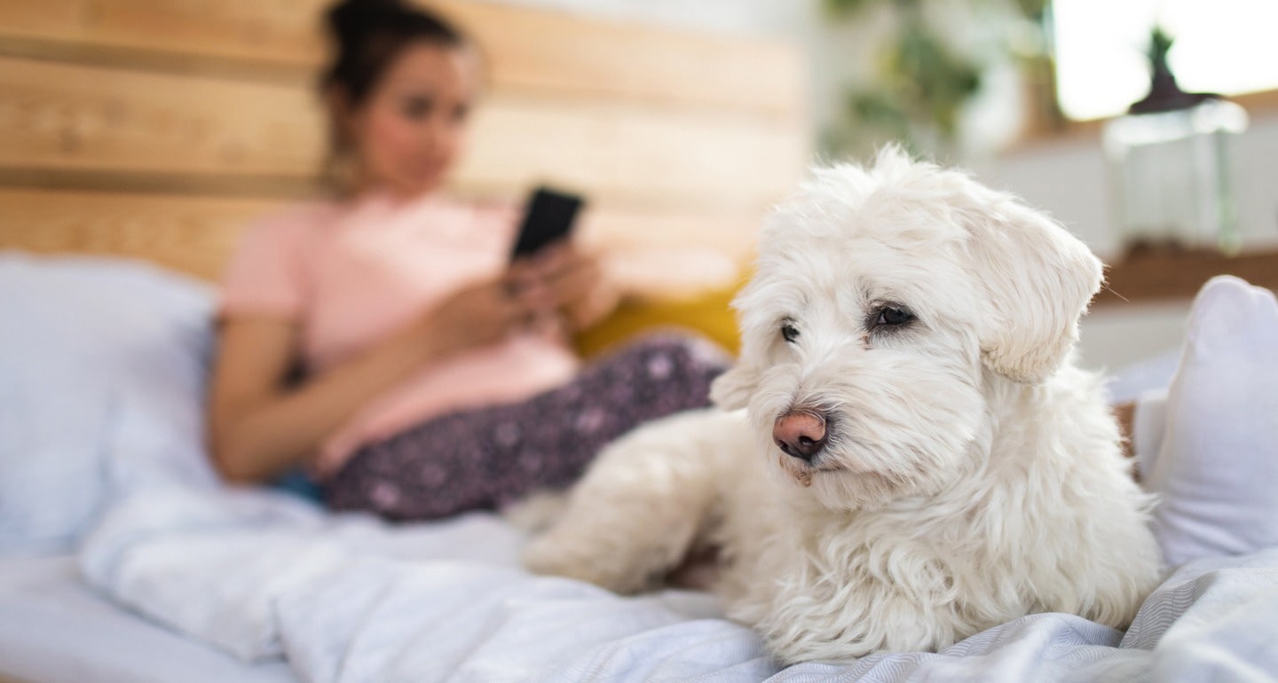 6 ways to keep your dog happy and busy indoors