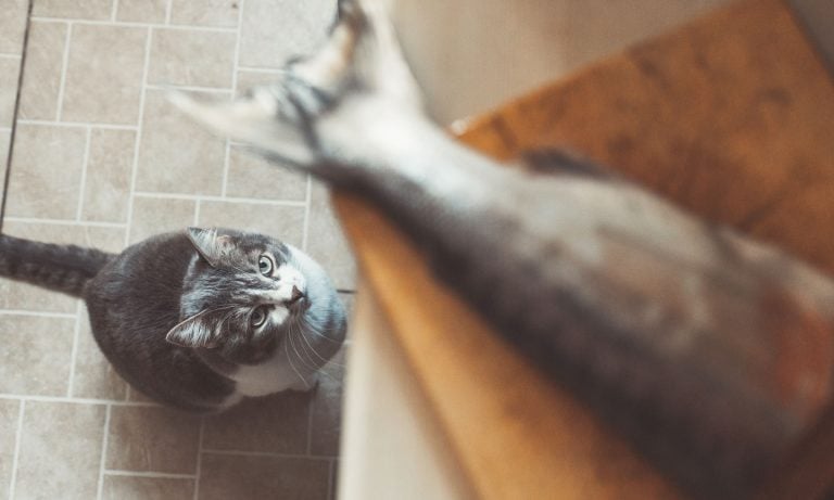 10 crazy cat anatomy facts bechewy