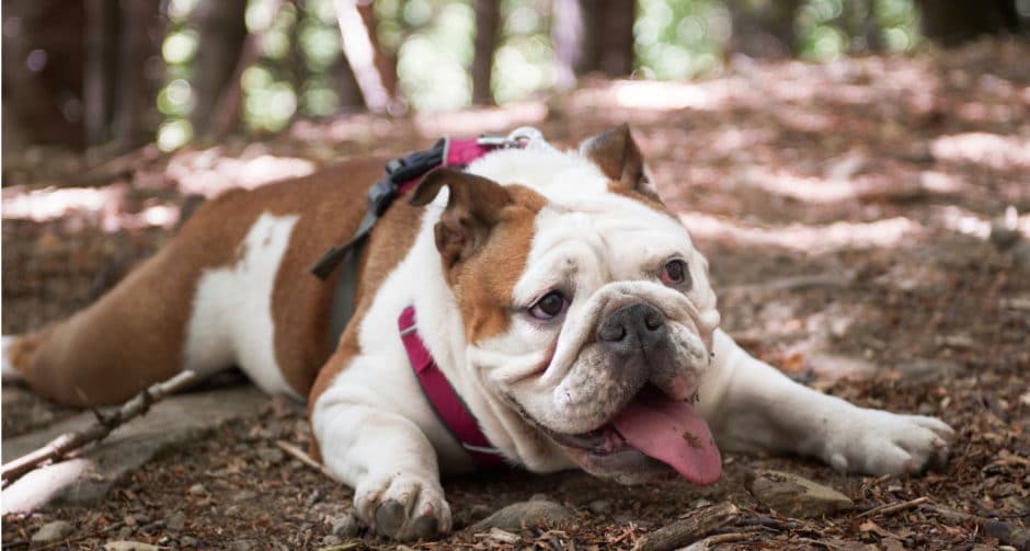 10 Messy Dog Breeds BeChewy