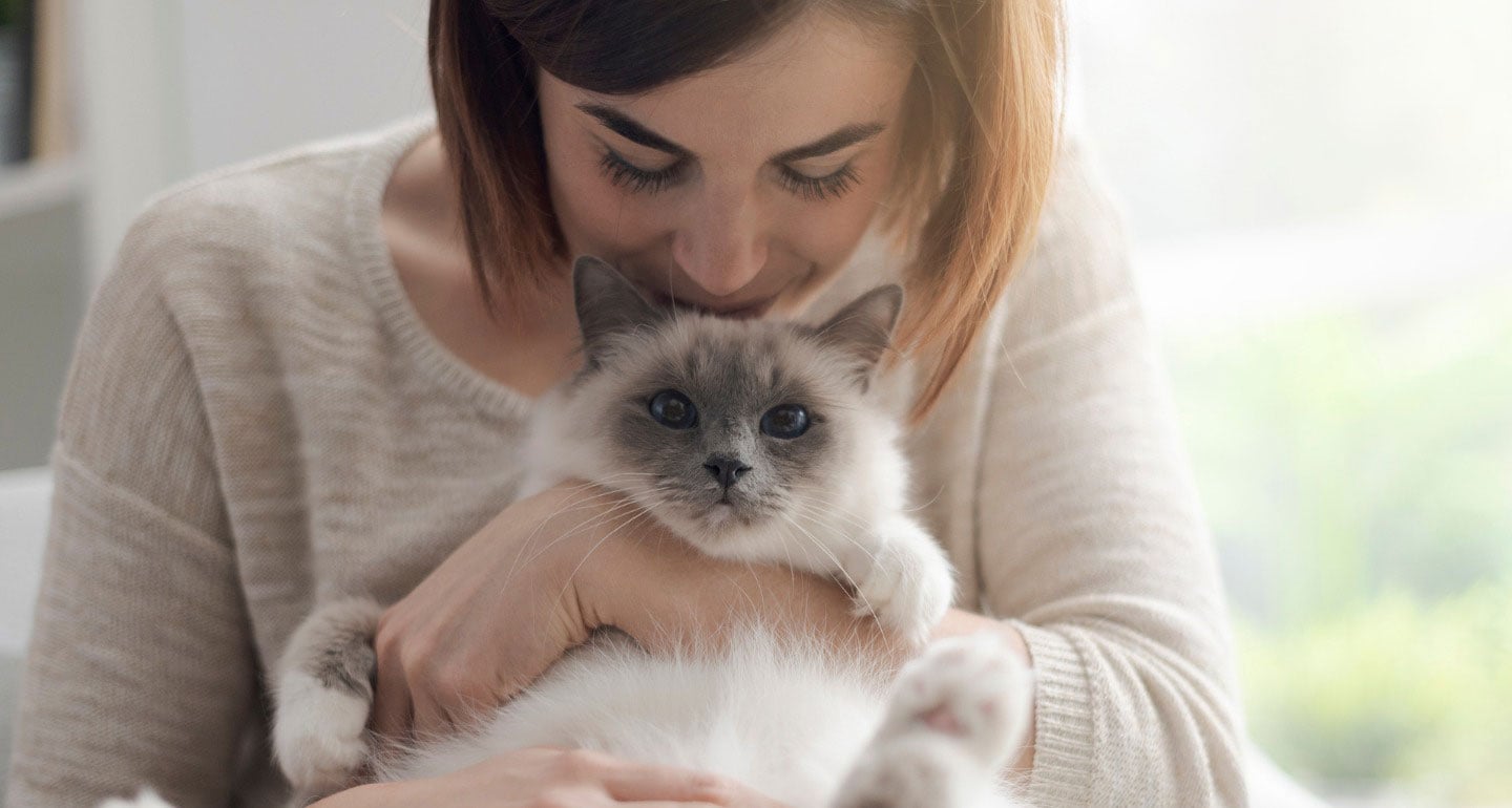 How to Cuddle a Cat: The Ultimate Guide