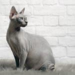 These Cat Breeds That Don’t Shed Will Save Your Couch (And Possibly Your Sinus...