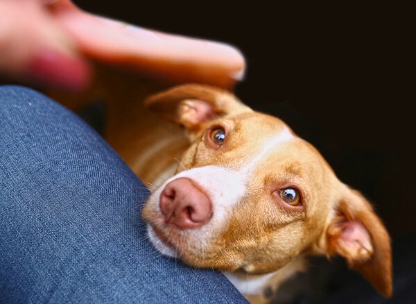 dog begging