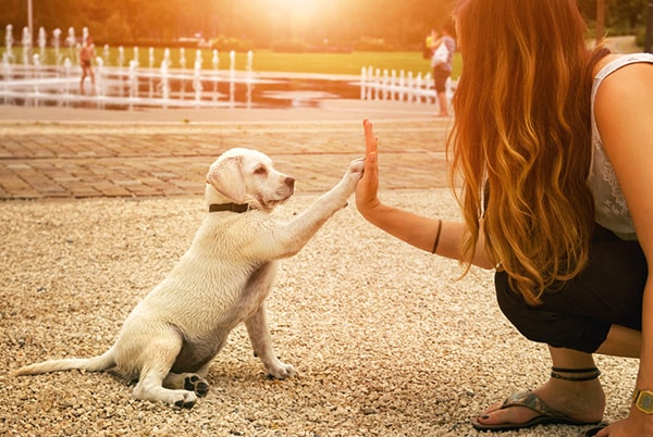 dog handshake