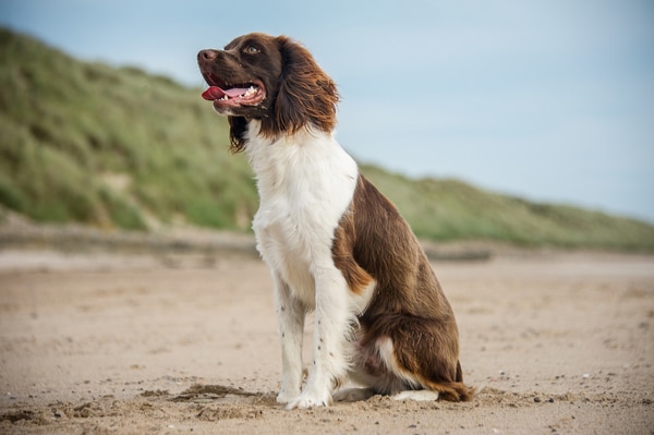 English Springer Spaniel