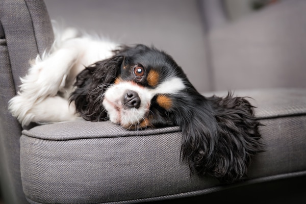 what breed of dog is a couch potato