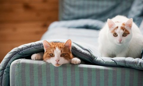 Should I Get Another Cat Ask Yourself These 5 Questions First Bechewy Should I Get Another Cat Ask Yourself These 5 Questions First Bechewy