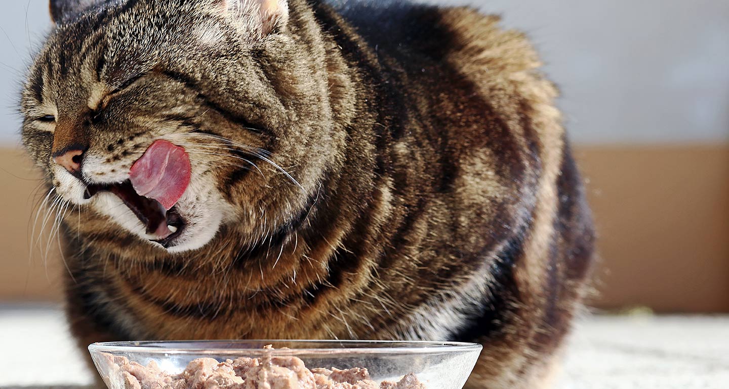 Best diet clearance for older cats