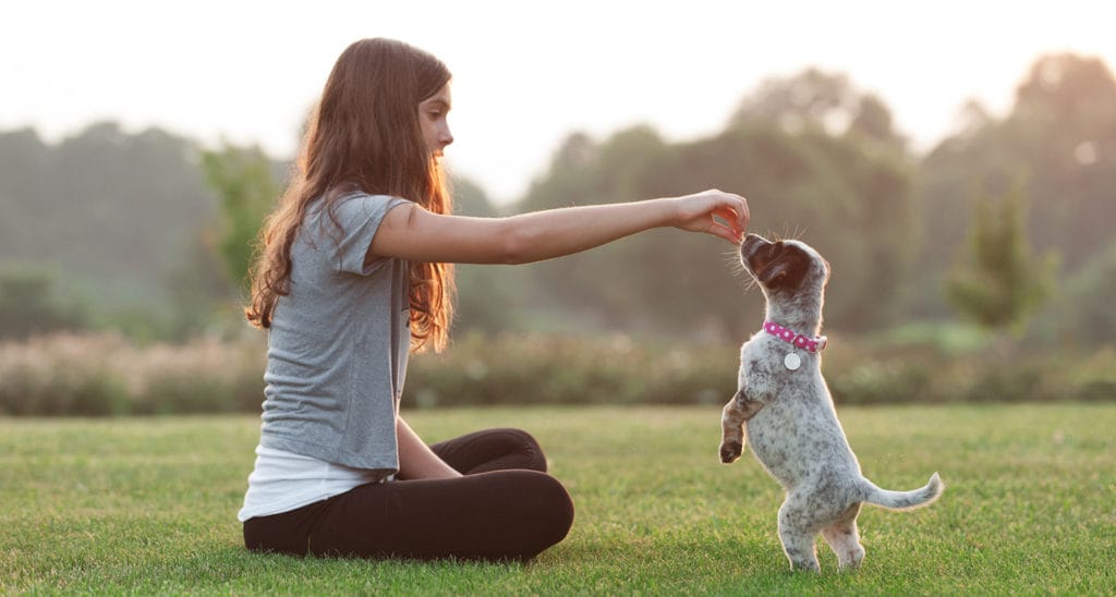 Puppy Training 101: Your Guide to Training Your Puppy