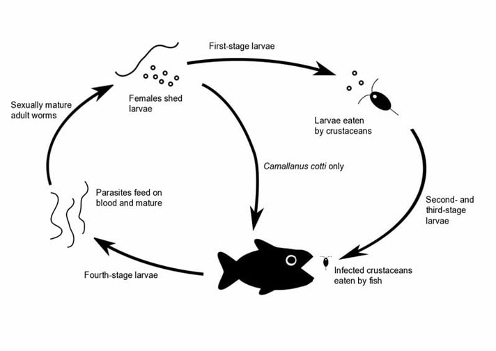 How to Treat and Prevent Camallanus Worms in Aquarium Fish