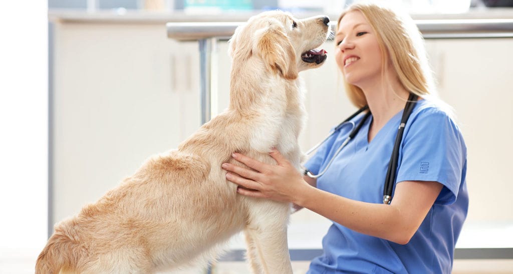 periodontal disease in dogs and cats - vet visit