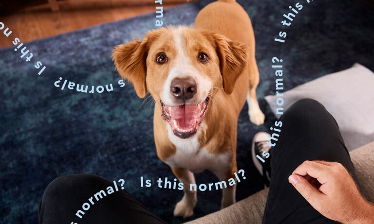 Why Do Dogs Dig in Their Bed? Is This Normal?