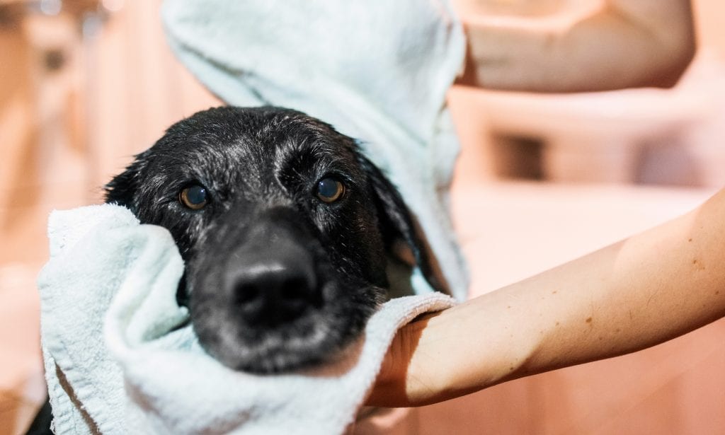 6 Dog Grooming Mistakes to Avoid
