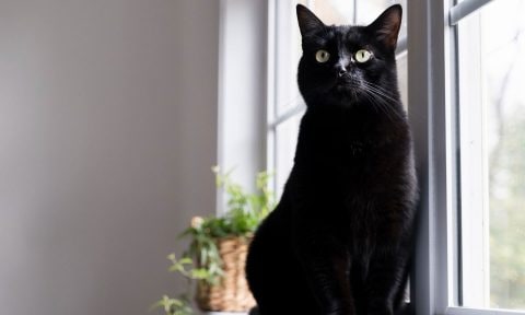 8 Black Cat Breeds
