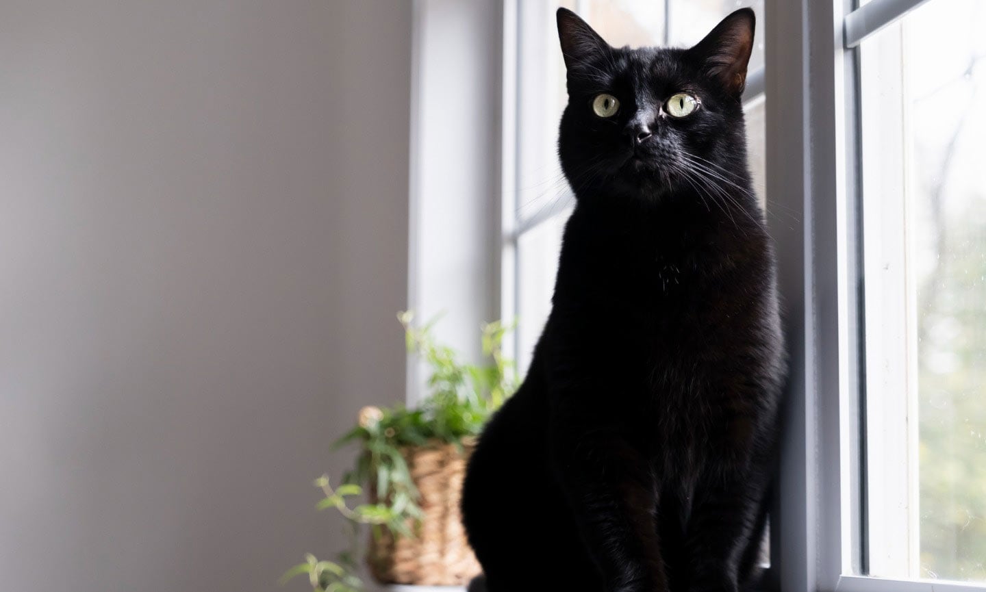 8 Black Cat Breeds | BeChewy