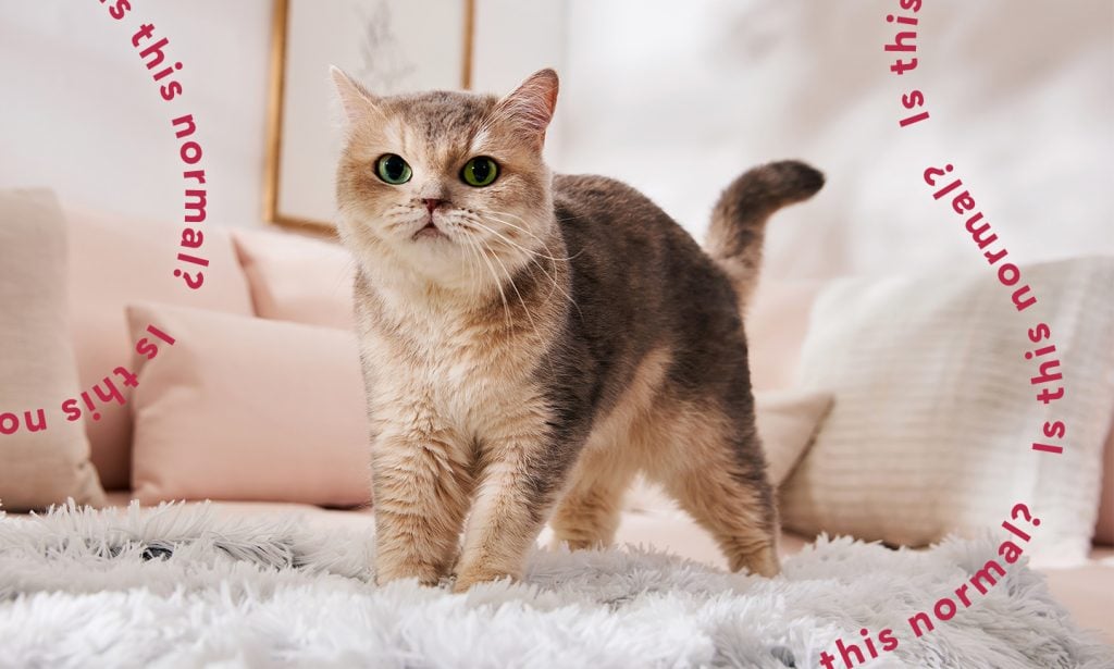 Cats kneading cheap bread