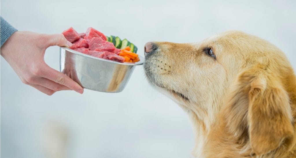 How to start my shop dog on a raw diet