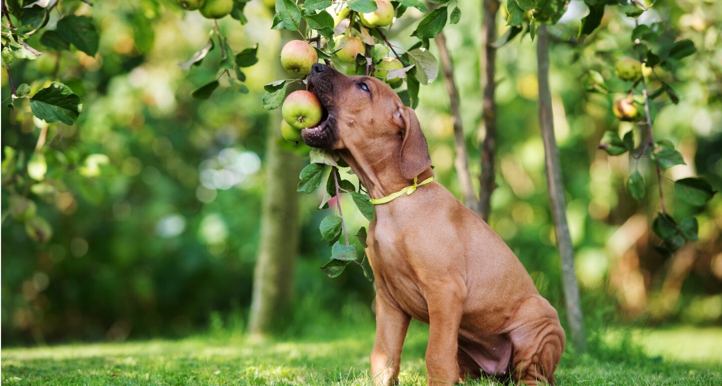 8 Power Foods to Add to Your Dog’s Homemade or Raw Diet BeChewy
