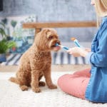 How to Brush Your Dog’s Teeth and Live to Tell the Tale