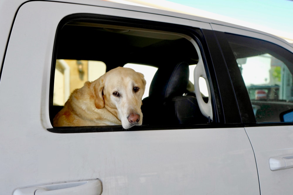 dog alone in a car