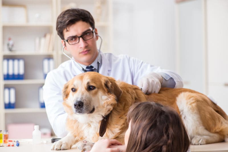 dog at vet
