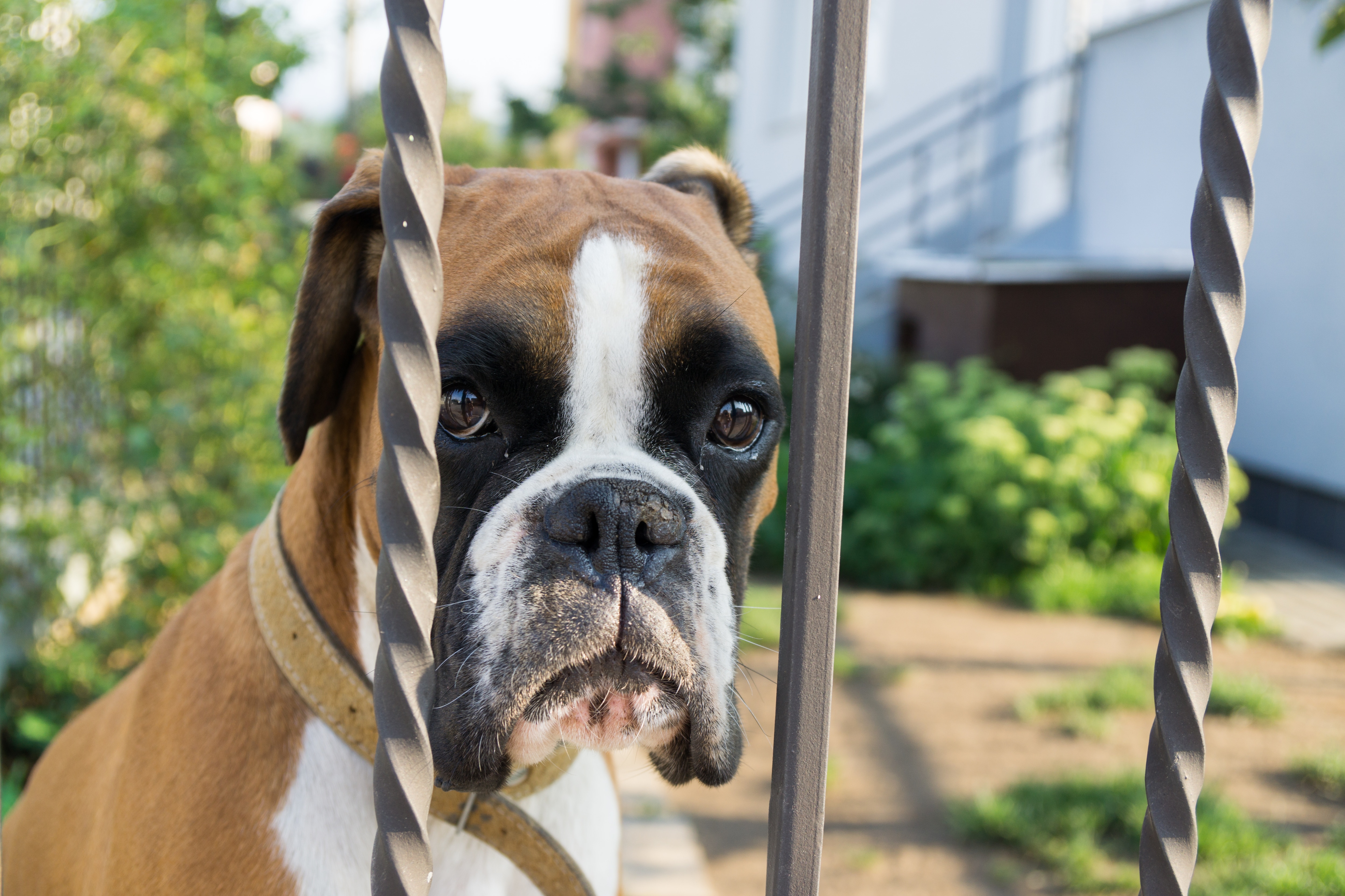 dog stuck outside