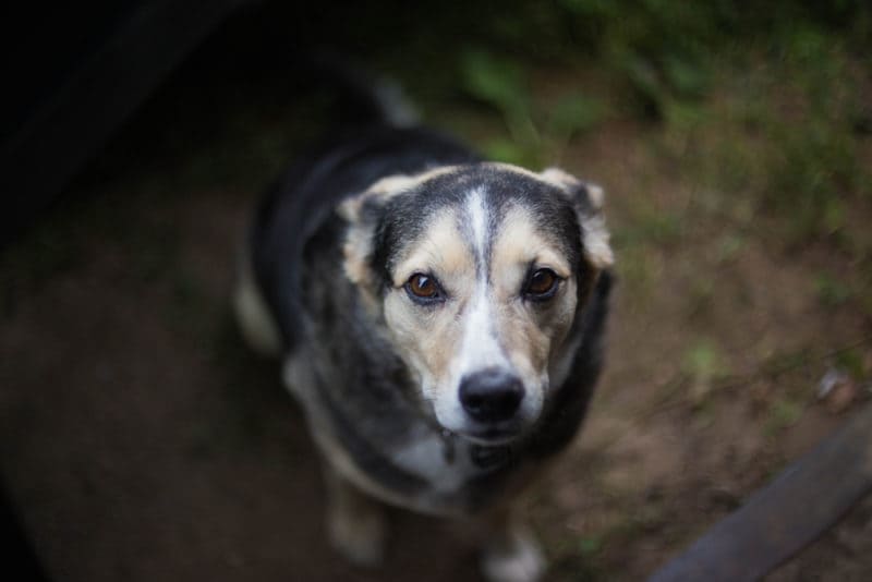 dog looking scared