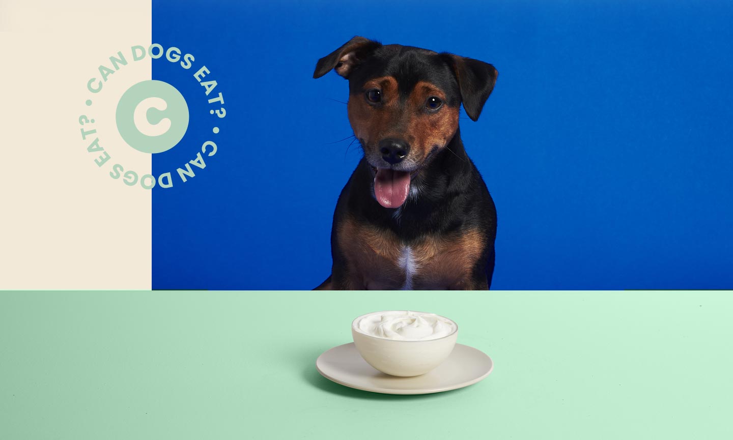 does yogurt help sick dogs