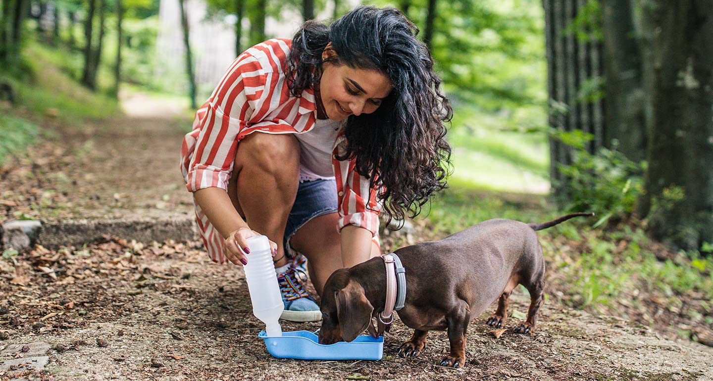 Dehydration in Dogs: The Signs, Symptoms and Smart (and Chic) Solutions | BeChewy