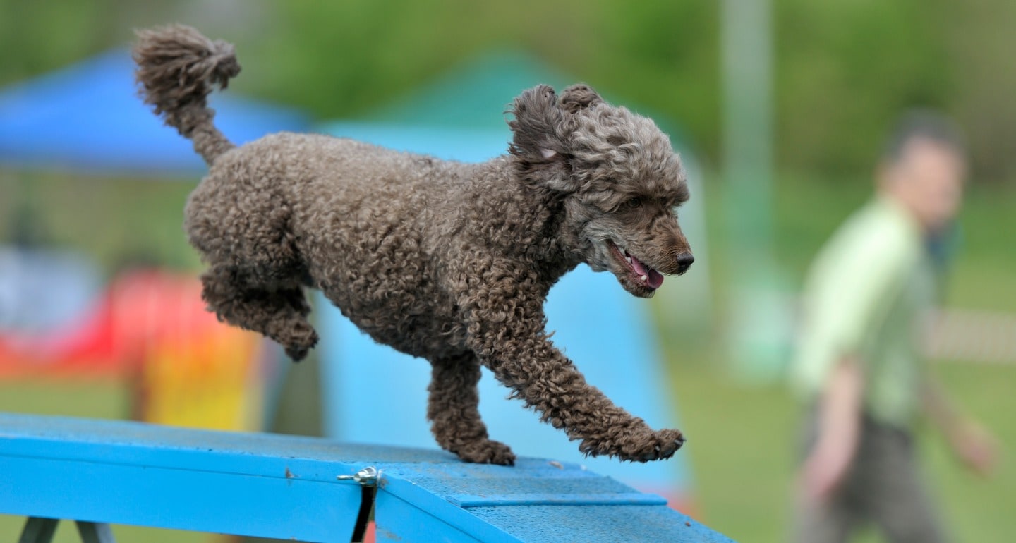 dog doing agility for confidence booster