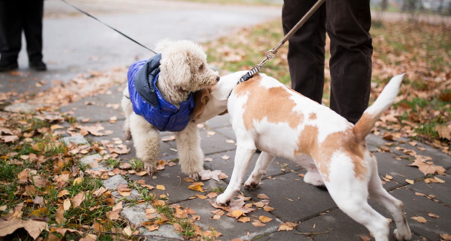 dog meeting dog