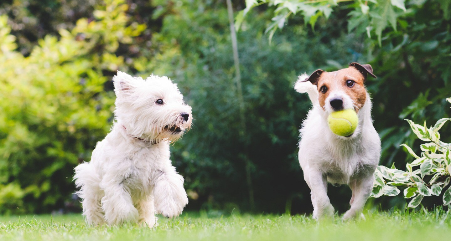 dog with dog