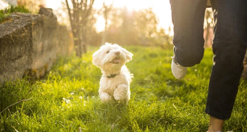 6 Tips for Boosting Your Dog's Confidence HERO