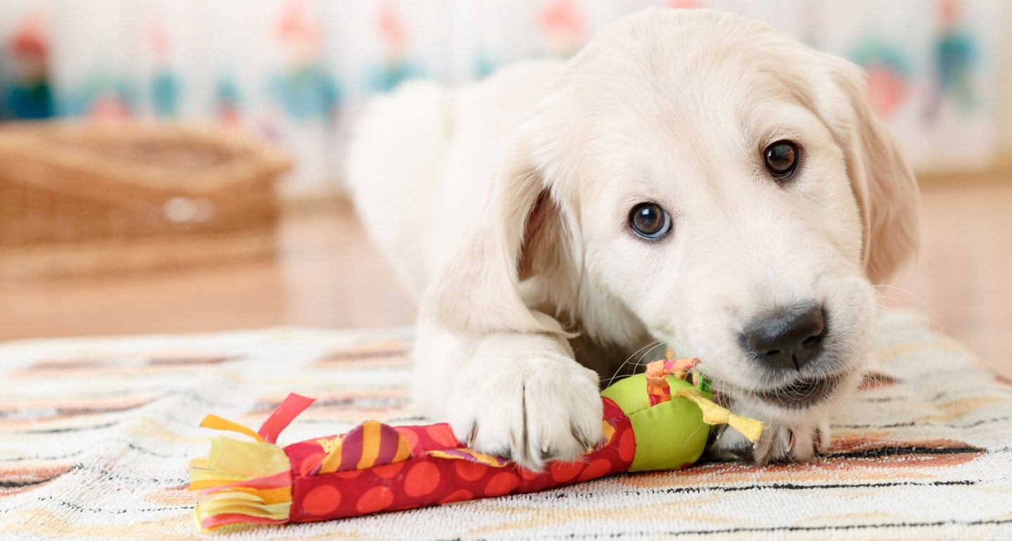 Mental stimulation for outlet dogs home alone