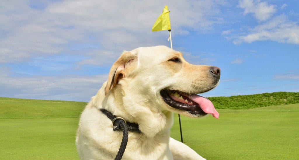 dog friendly golf courses