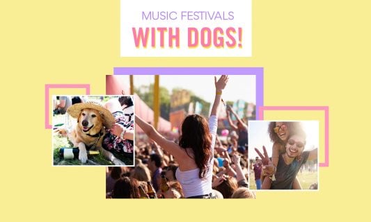 how to attend music festival with dogs tips