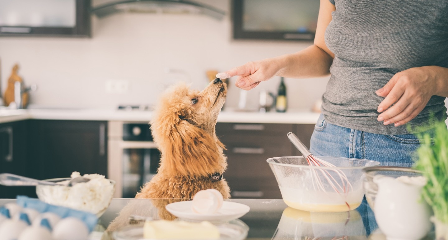 cooking for your dog
