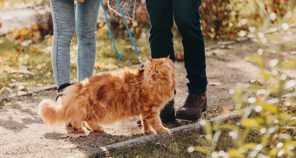 Cat yard outlet leash