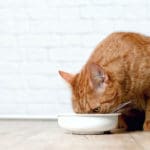 Cat Nutrition: What Makes a Meal Complete and Balanced? 