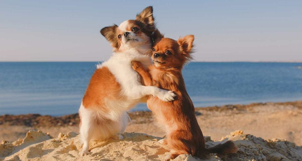 18 Dog Hugs That Will Warm Your Heart | BeChewy