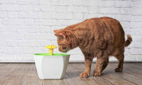 5 Ways to Prevent Cat Dehydration