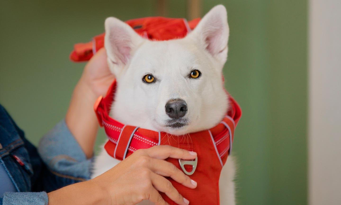 When should i outlet leash train my puppy