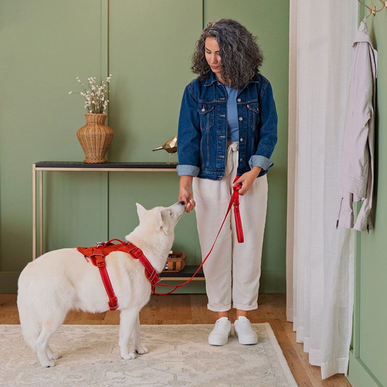How to Leash Train a Dog: A Step-by Step Guide