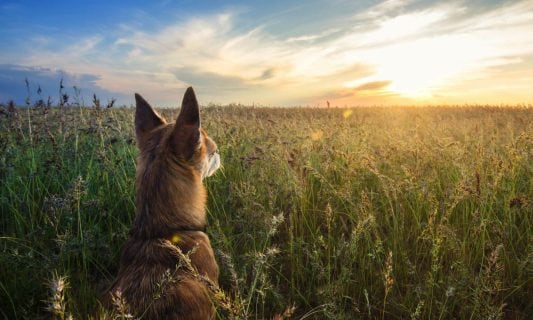 small dog in a field watching the sunset