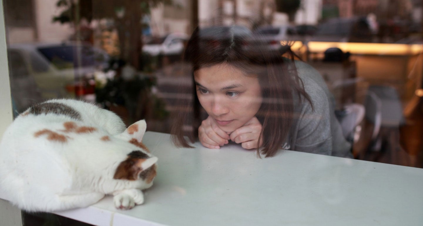 4 Cat Cafes You NEED to Visit BeChewy