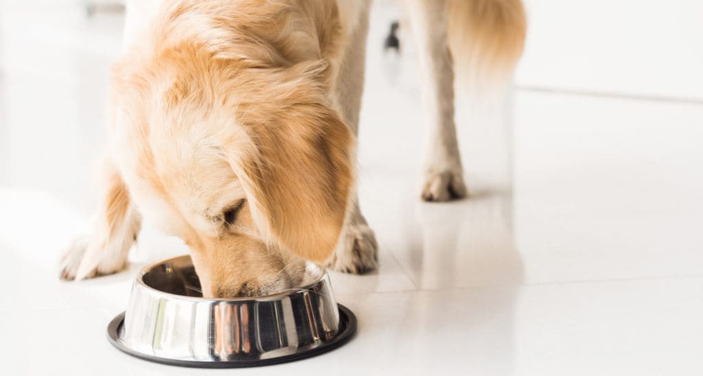 homemade diets for dogs