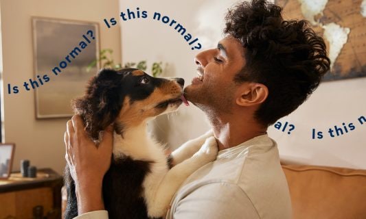 why do dogs lick you - dog licking man
