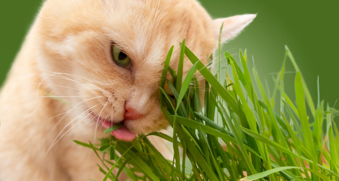Cat Behavior and Expert Answers: Why Do Cats Eat Grass? | BeChewy