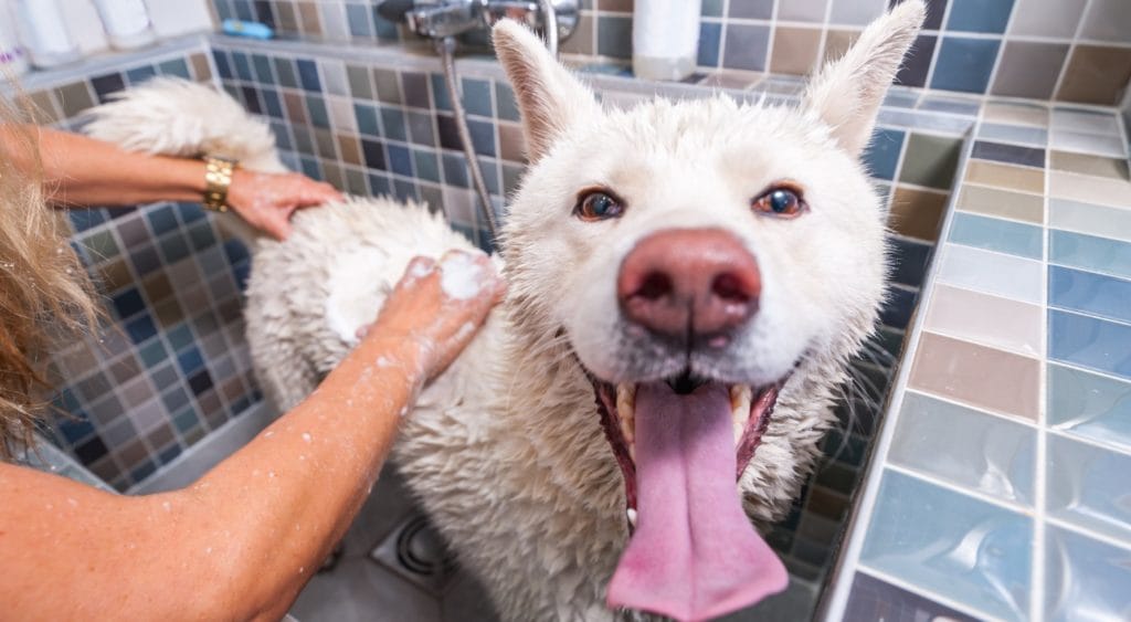 Dog in shower in his mudroom